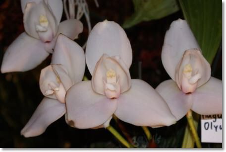 Neu-Ulmer Orchideentage 2012 078.jpg